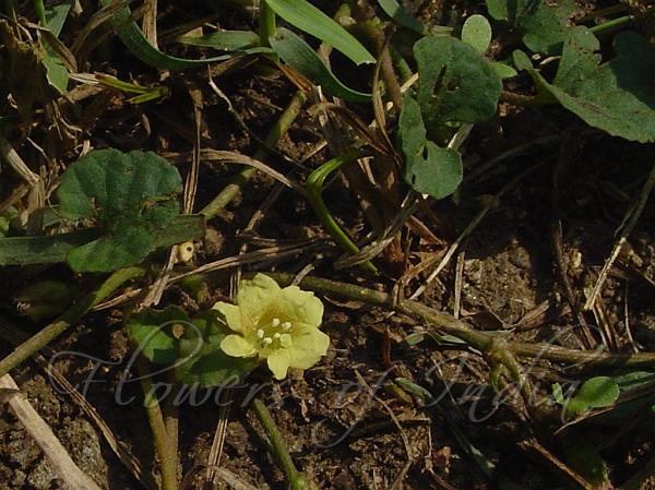 Kidney Leaf Morning Glory